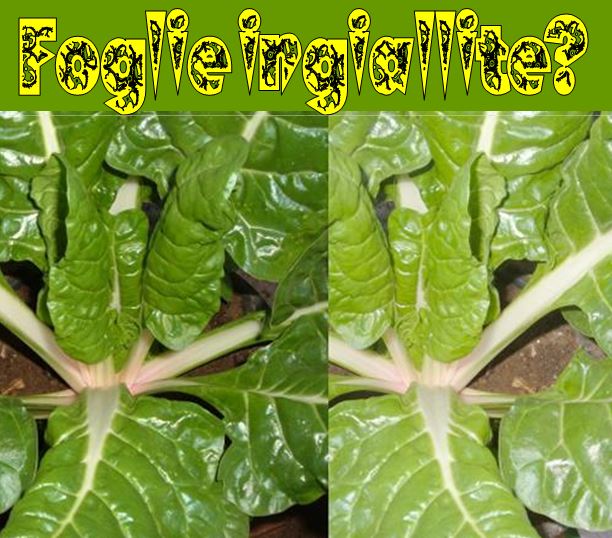 Foglie ingiallite, carenza di ferro